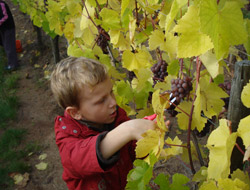 Vendanges_2008_garcon.jpg (27 KB)