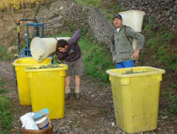 Vendanges_2008_seaux.jpg (25 KB)