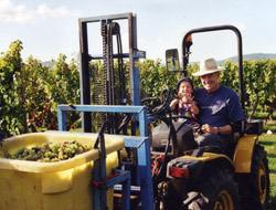 vendanges_2008_tracteur2.jpg (28 KB)